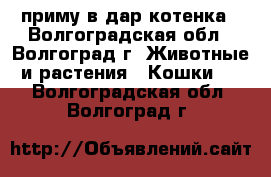 приму в дар котенка - Волгоградская обл., Волгоград г. Животные и растения » Кошки   . Волгоградская обл.,Волгоград г.